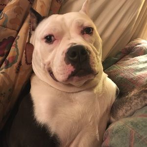 Meet your Posher, Hassan